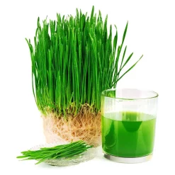 Juicers Boyel Living Slow Masticating Juice Extractor,Cold Press Juicer Machine Red -MegaChef Sales Shop red boyel living juicers sj44803 c3 1000